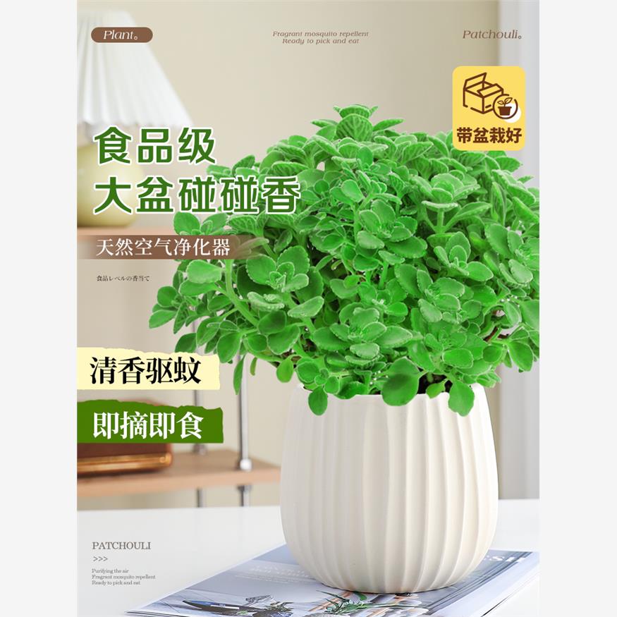 A级大盆碰碰香盆栽可食用大苗室内驱蚊绿植猫薄荷叶迷迭香草植物