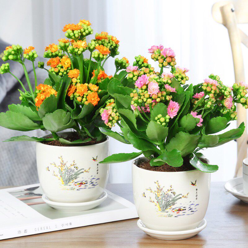 长寿花盆栽重瓣大花苗带花苞室内花卉阳台观花植物四季开好养的花