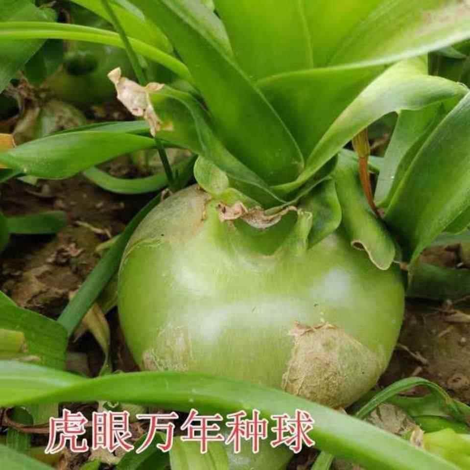【虎眼万年青】盆栽玻璃球花旱三奇海葱可食用药用新鲜叶子