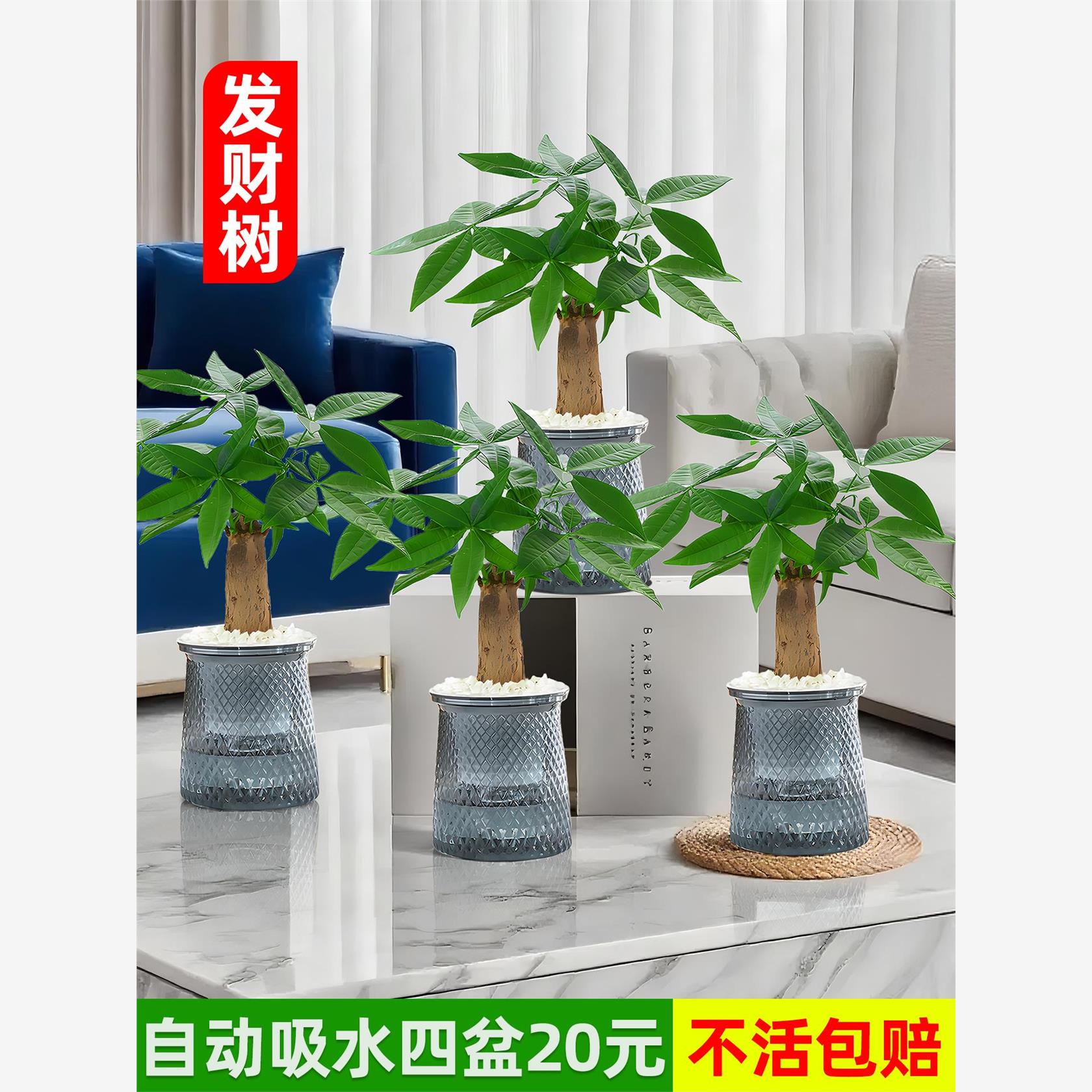 发财树小盆栽老桩旺宅招