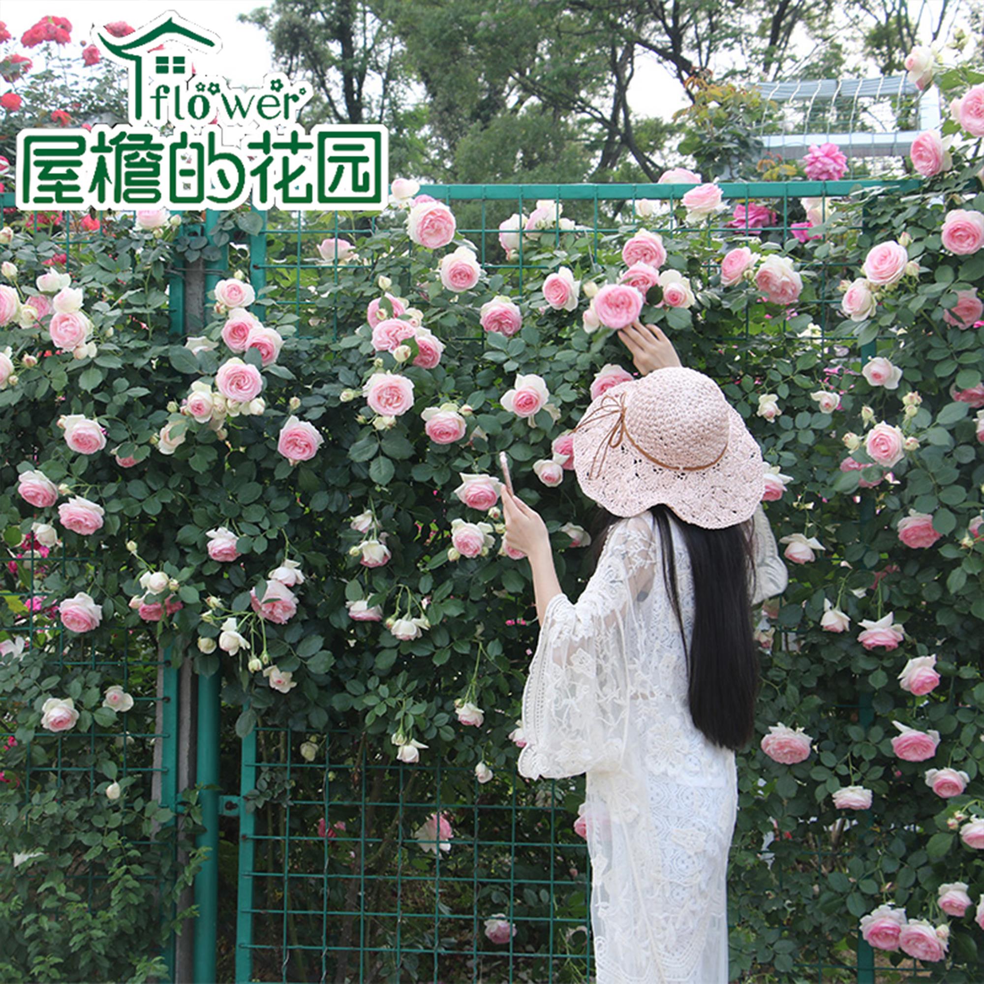 藤本月季蔷薇玫瑰花苗盆栽大花浓香阳台庭院爬藤绿植花卉四季开花