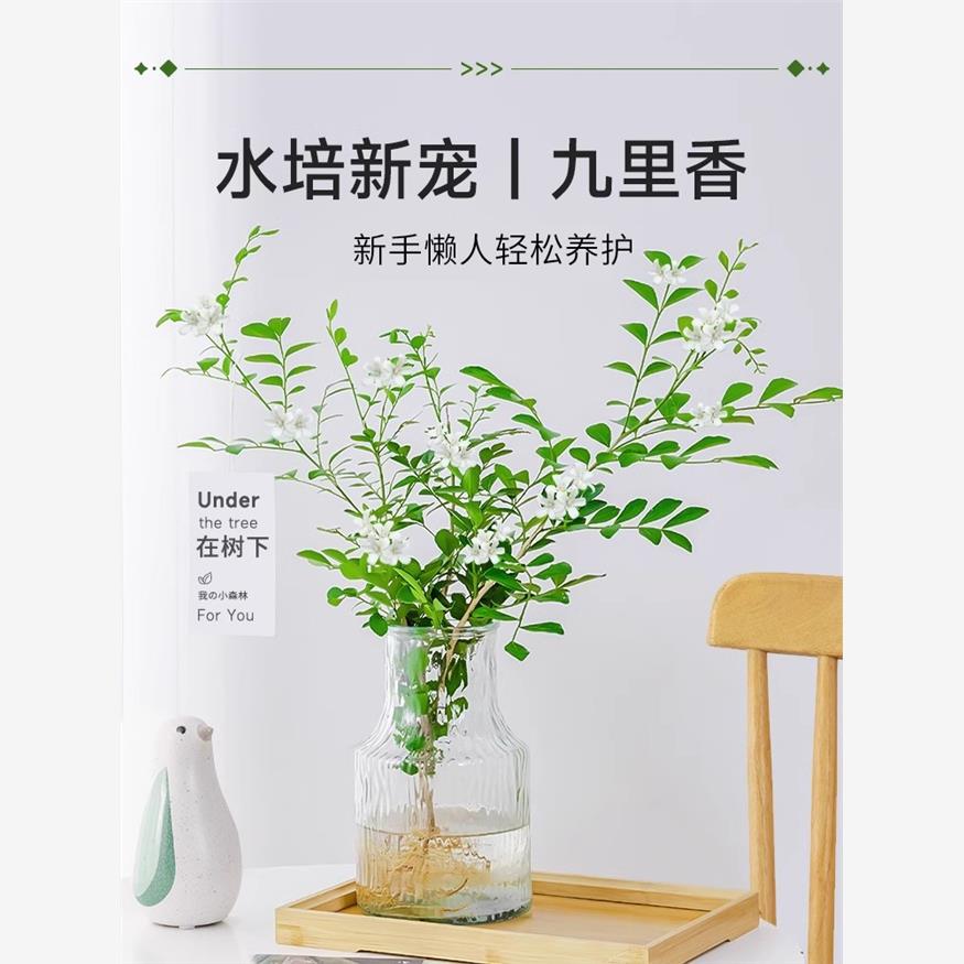 水培九里香盆栽桌面驱蚊
