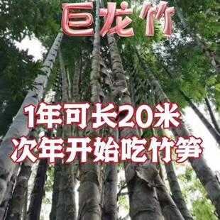 大型楠竹种子巨龙种子易种可食用竹笋种植四季长青毛竹竹苗巨龙竹