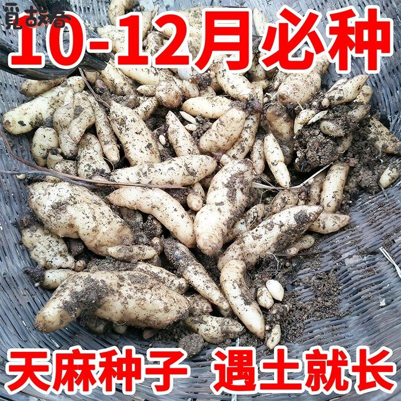 云南昭通小草坝天麻种子图片