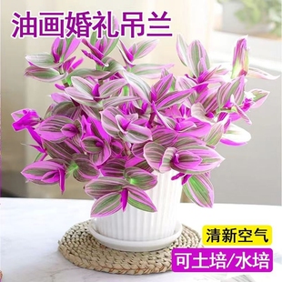 油画婚礼吊兰小盆栽紫露兰花室内花卉绿植多肉水培垂吊植物客厅