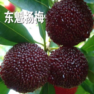 仙居东魁杨梅树树苗当年结果
