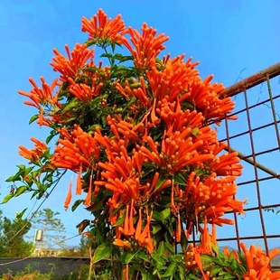 炮仗花种子爬藤卉大全四院季种植绿植庭围墙藤垂吊 花跨老境电商