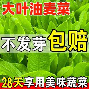油麦菜籽种子上海青菜种四季大全新鲜大叶白菜阳台速生油麦菜种孑