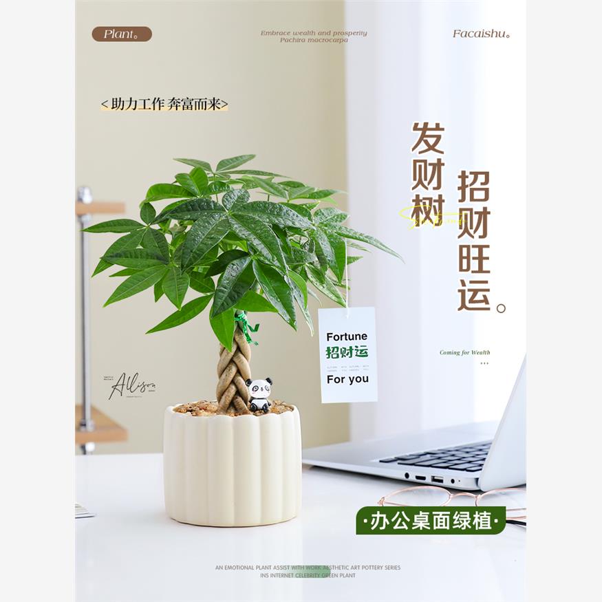 发财树小盆栽办公室绿植物招财花卉室内玄关桌面工位摆件好养易活