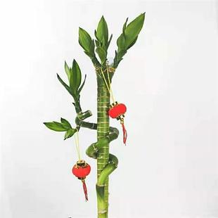 转运龙竹富贵竹水培观叶植物办公桌客厅容易盆栽绿植花卉净化空气
