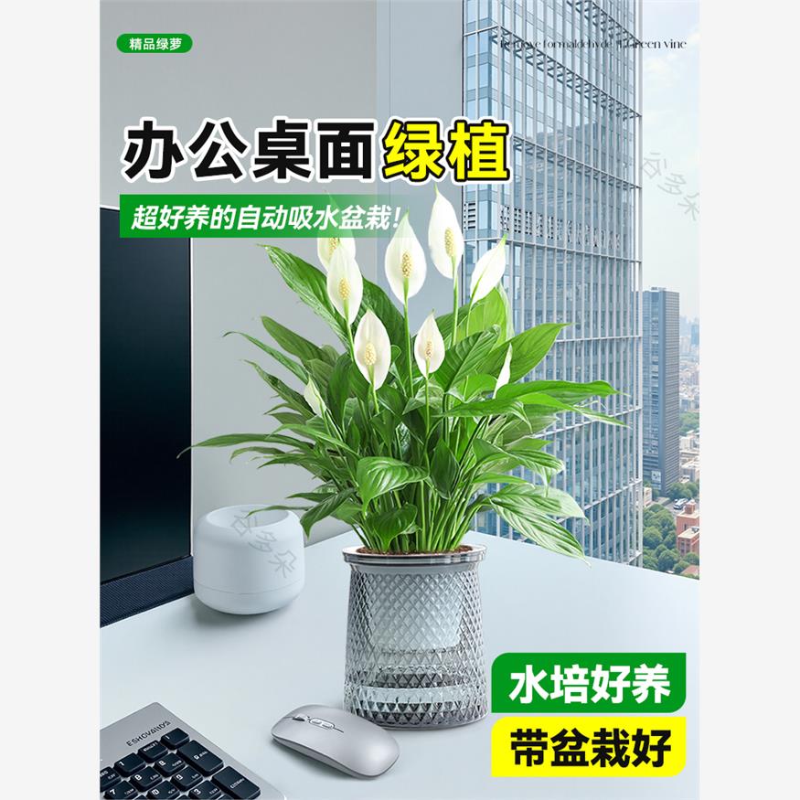 办公室绿植白掌一帆风顺盆栽水培植物发财树好养室内桌面四季常青