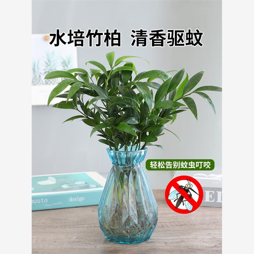 水培驱蚊竹柏植物室内水