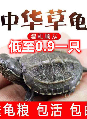 包活中华草龟苗活体大头草金线草龟小乌龟观赏宠物活体小草龟批发