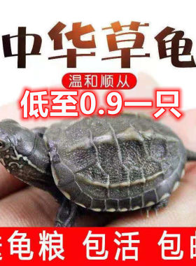 包活大头金线观赏中华草龟