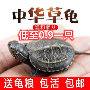 包活中华草龟苗活体大头草金线草龟小乌龟观赏宠物活体小草龟批发