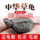 包活中华草龟苗活体大头草金线草龟小乌龟观赏宠物活体小草龟批发
