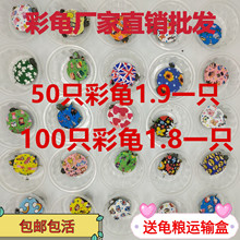 炫彩小乌龟活体网红情侣七彩小乌龟巴西彩龟活物宠物龟彩色观赏龟