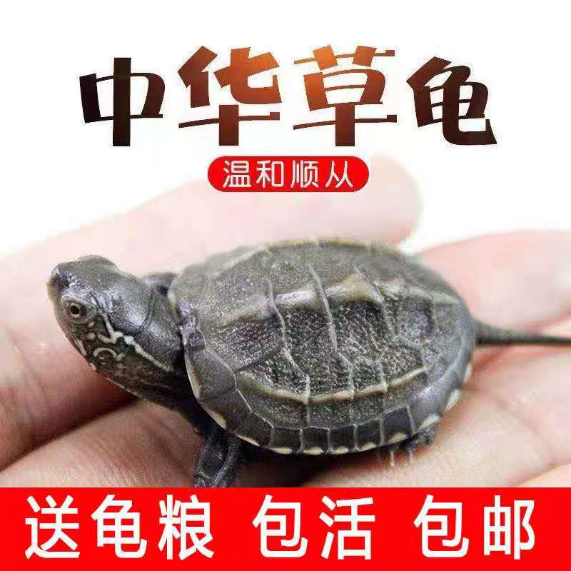 包活中华草龟苗活体大头草金线草龟小乌龟观赏宠物活体小草龟批发