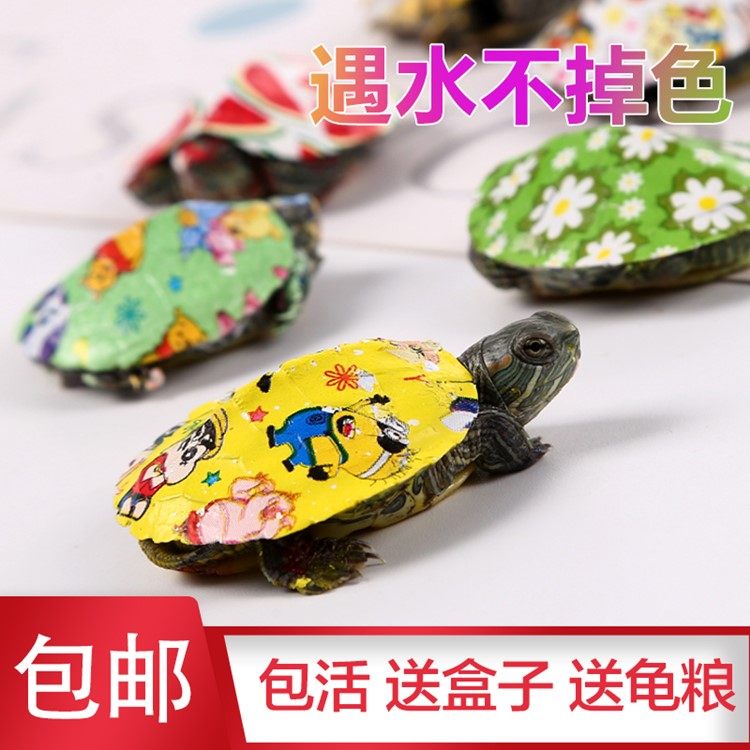 七彩小乌龟活体炫彩乌龟彩色卡通观赏小乌龟宠物龟网红多彩情侣龟