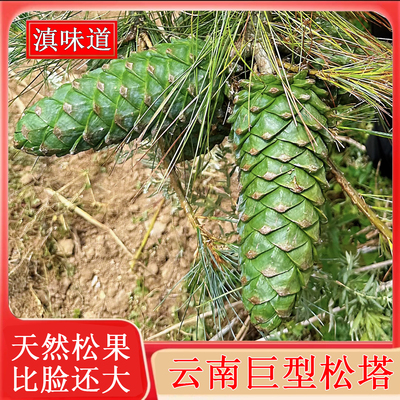 2026新货云南新鲜松塔带松子华山松包落水松松鼠爱吃超大松树坚果