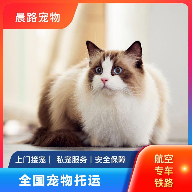 宠物托运服务全国猫咪狗狗空运火车汽运北京上海广州深圳国际邮寄
