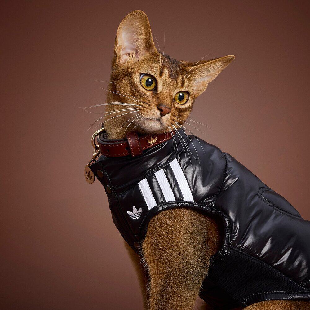 尖货丨adidas阿迪达斯三叶草萌宠PET宠物狗狗猫咪棉马甲KU6860