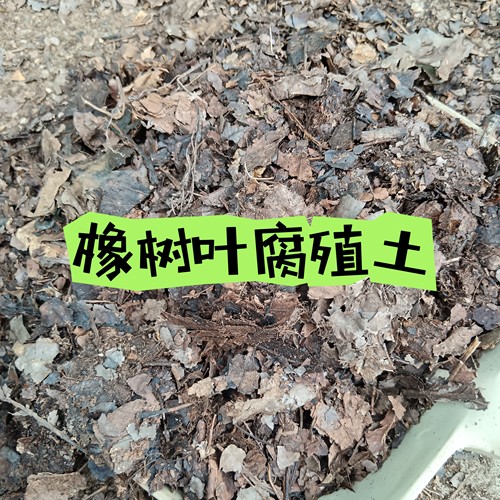有机酸性腐殖土柞树叶包邮