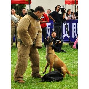 训犬师培训：开启宠物训练新视野