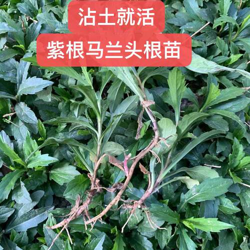 马兰头根苗 紫根马兰头根 草坪种子地毯草抗病抗旱固土护坡
