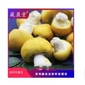 2026（藏盈堂）青海黄蘑菇原产地直发青海黄蘑菇批发零售