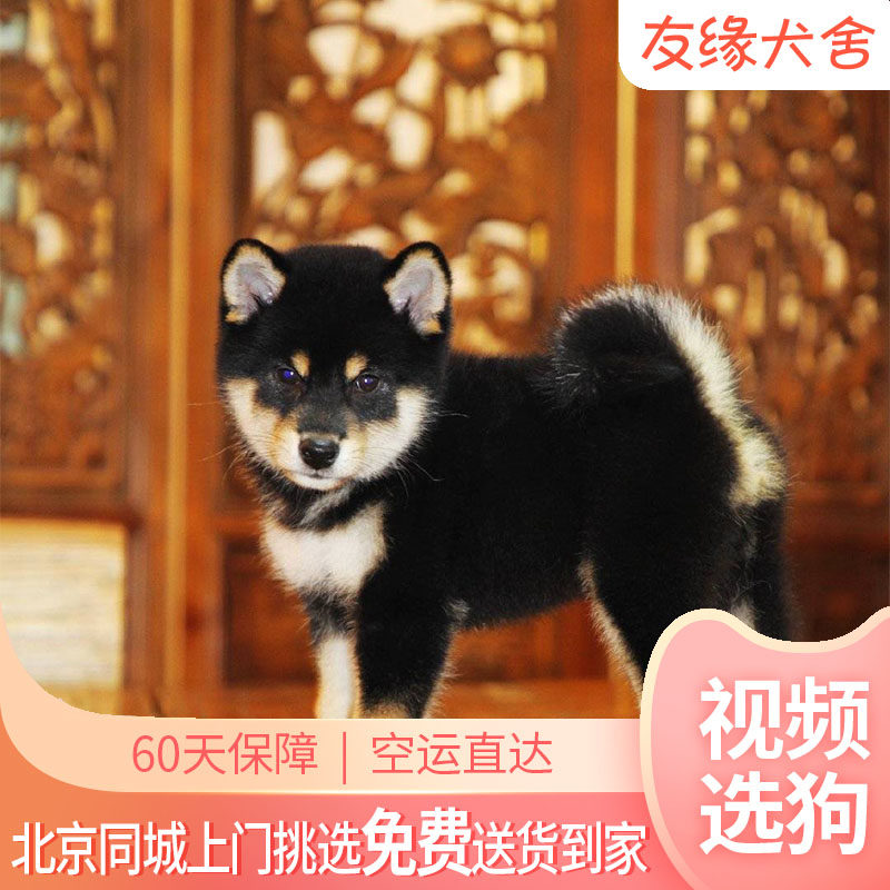 纯种日本柴犬幼犬黑柴包子脸活体财犬小体豆柴小型犬CKU赛级血统