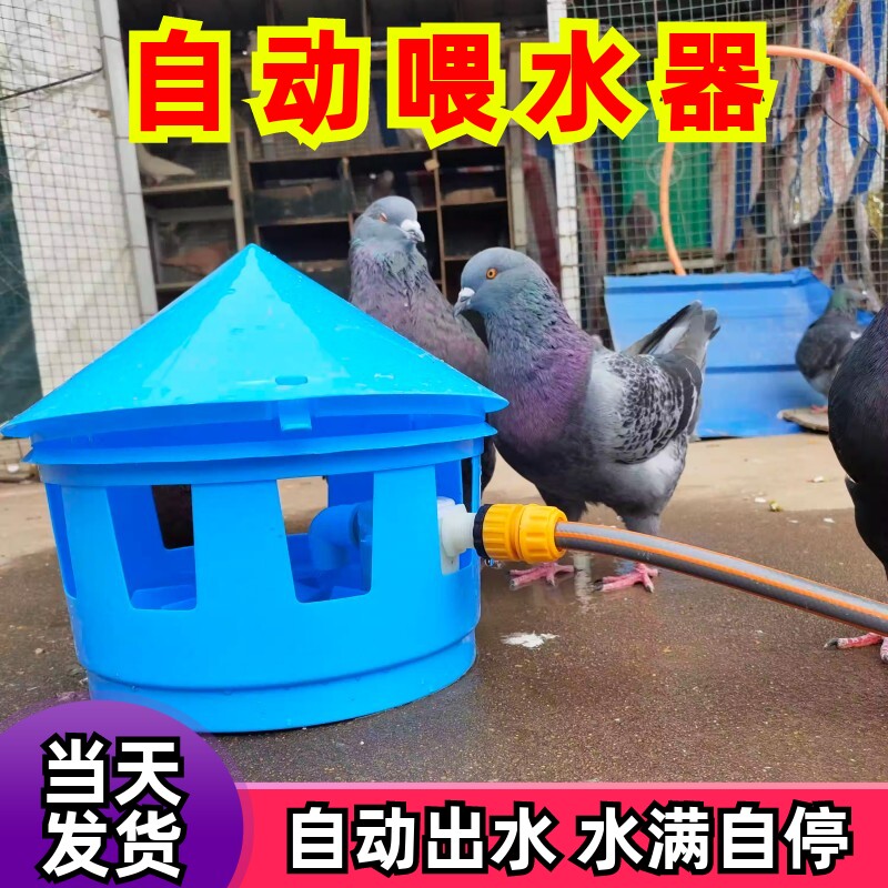 鸡鸭信鸽子自动饮水器喝水赛鸽用品用具喂水器投食水壶鸽子食槽