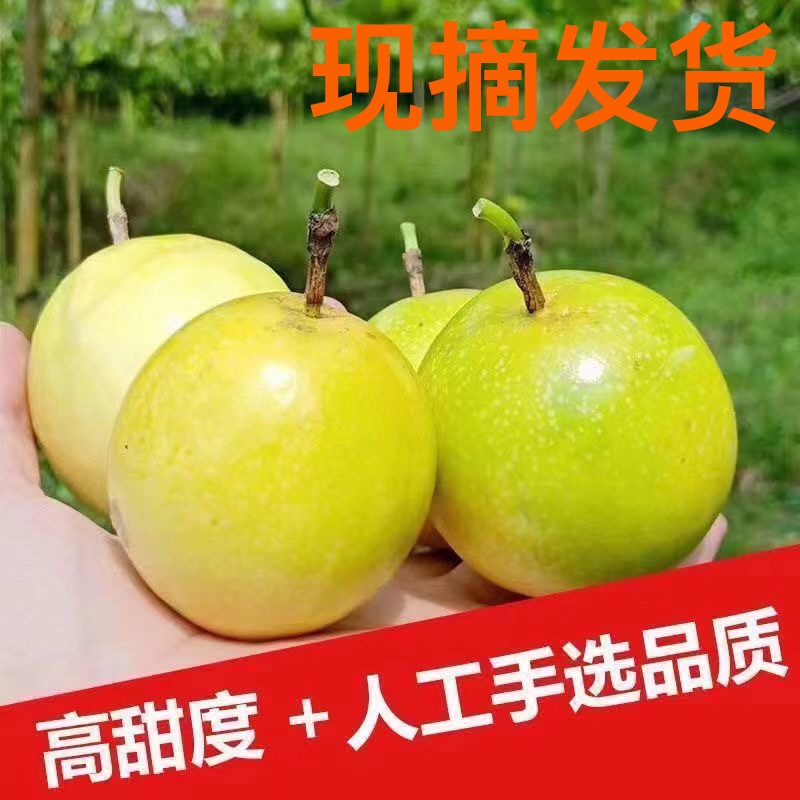 黄金百香果现摘现发树上熟纯甜