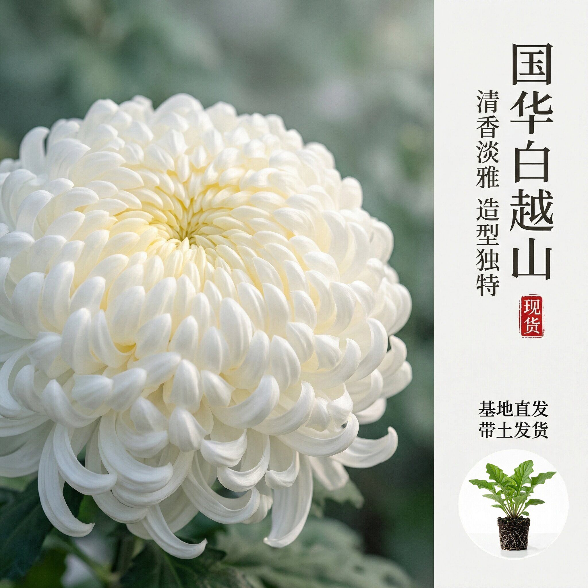 国华大菊花苗白越山花苗多年生宿根花卉阳台卧室庭院盆景四季开花