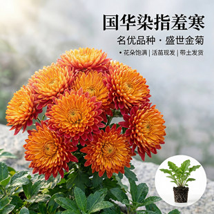 国华大菊花苗染指羞寒多年生宿根花卉阳台卧室庭院盆景四季开花