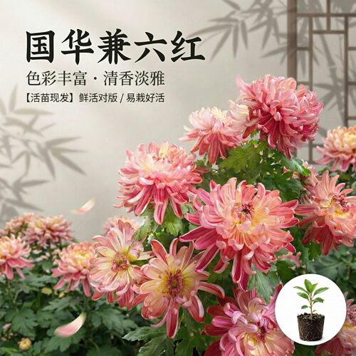 国华大菊花苗兼六红牡丹多年生宿根花卉阳台卧室庭院盆景四季开花