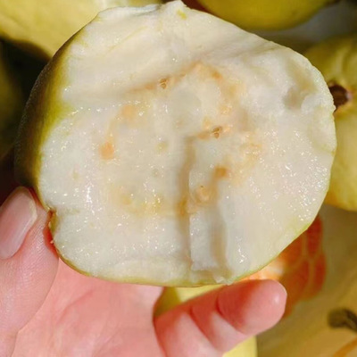 福建软糯奶油芭乐水果漳州当季软白番石榴软心