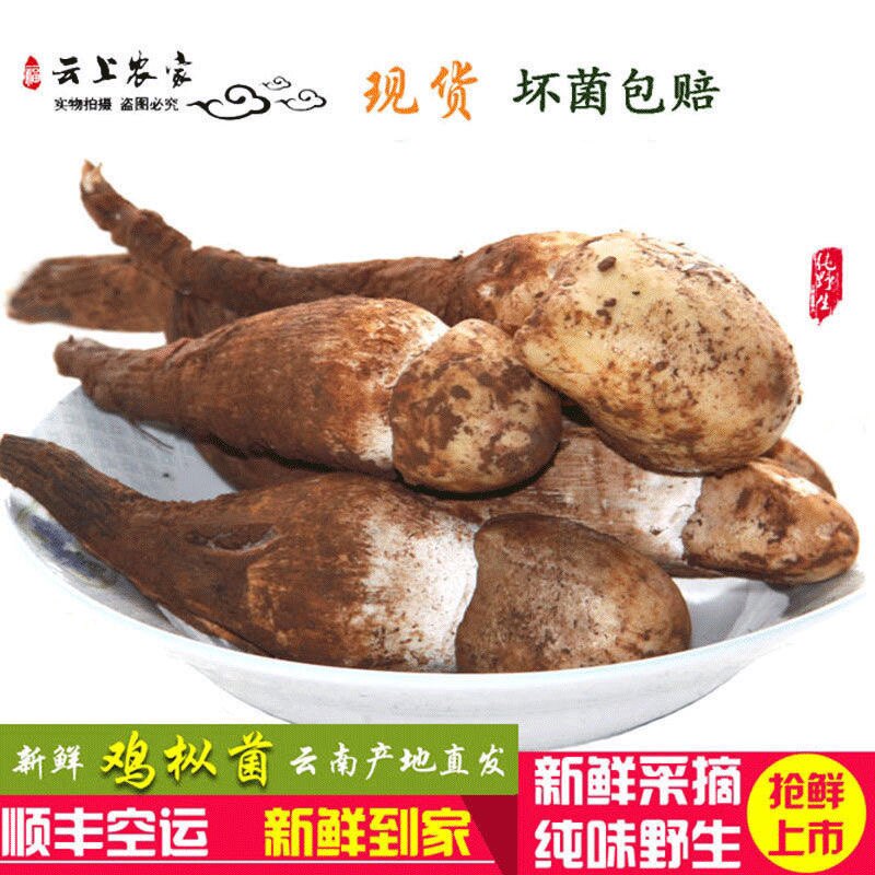 野生鸡枞菌新鲜500g云南特产特级荔枝菌斗鸡公蘑菇可炸油白蚁火把