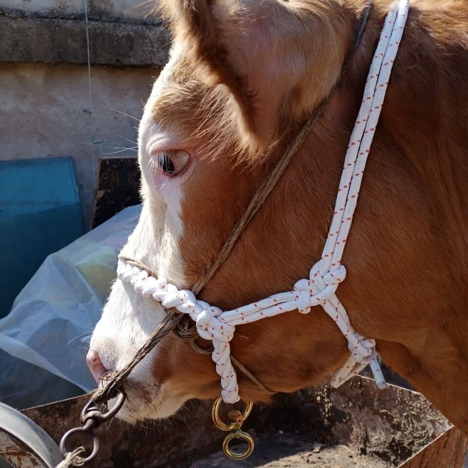 套牛特大号牛用栓牛绳子养牛场用尼龙养牛场专用脖套笼头绳子头套