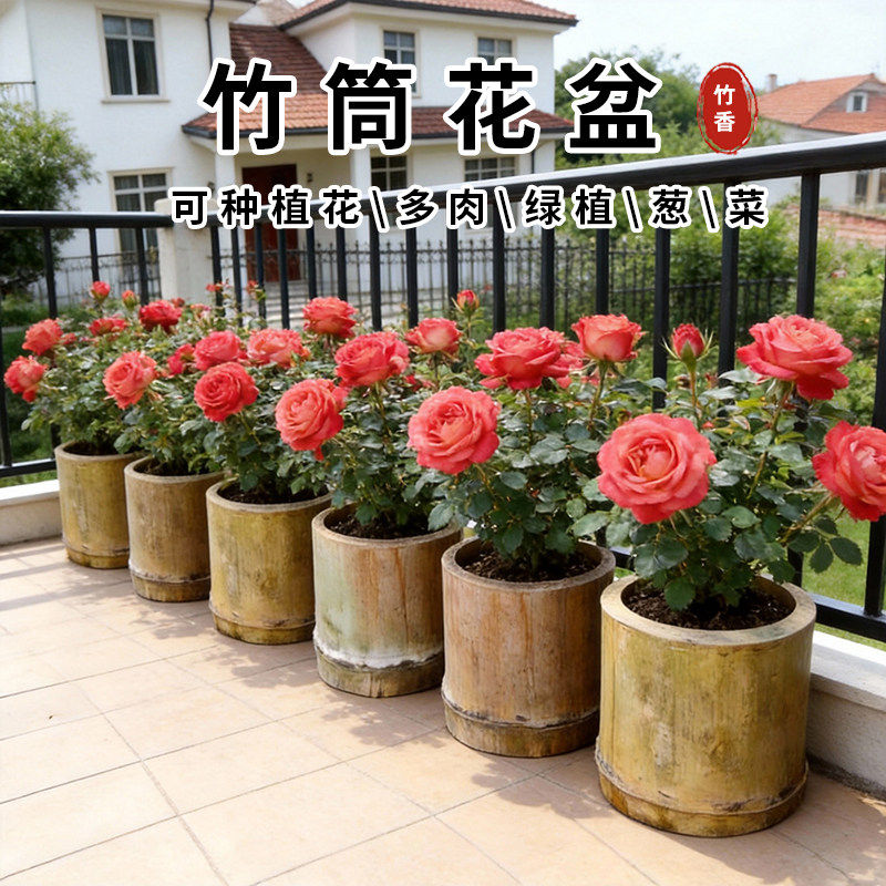 花盆竹筒天然竹筒老楠竹筒粗竹筒阳台种菜养花多肉种植盆装饰花盆,特色手工艺,竹编/竹雕,淘宝优惠券,粉丝福利购,淘宝优惠卷