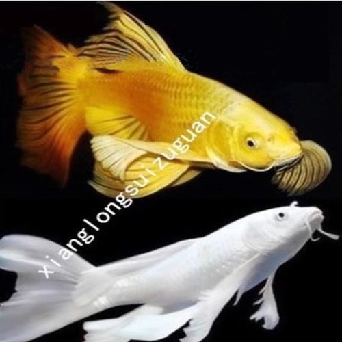 纯种锦鲤鱼活鱼蝴蝶鲤观赏鱼