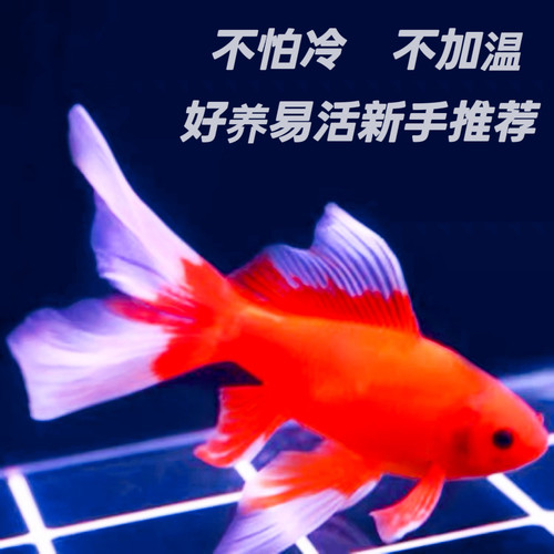 冷水鹦鹉鱼黄金龙凤锦鲤好养易活