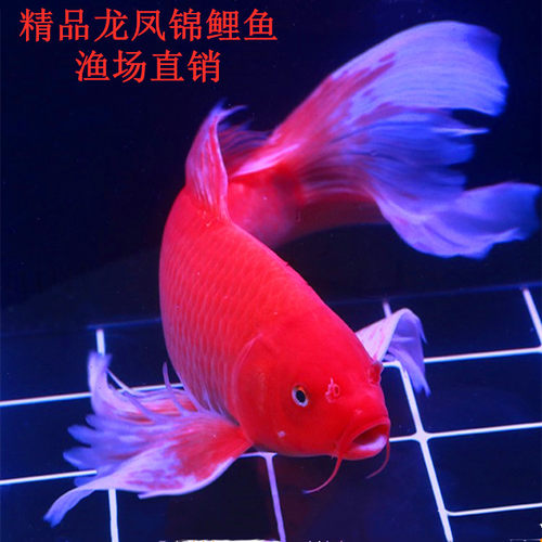 观赏鱼龙风锦鲤鱼淡水鱼好养易活