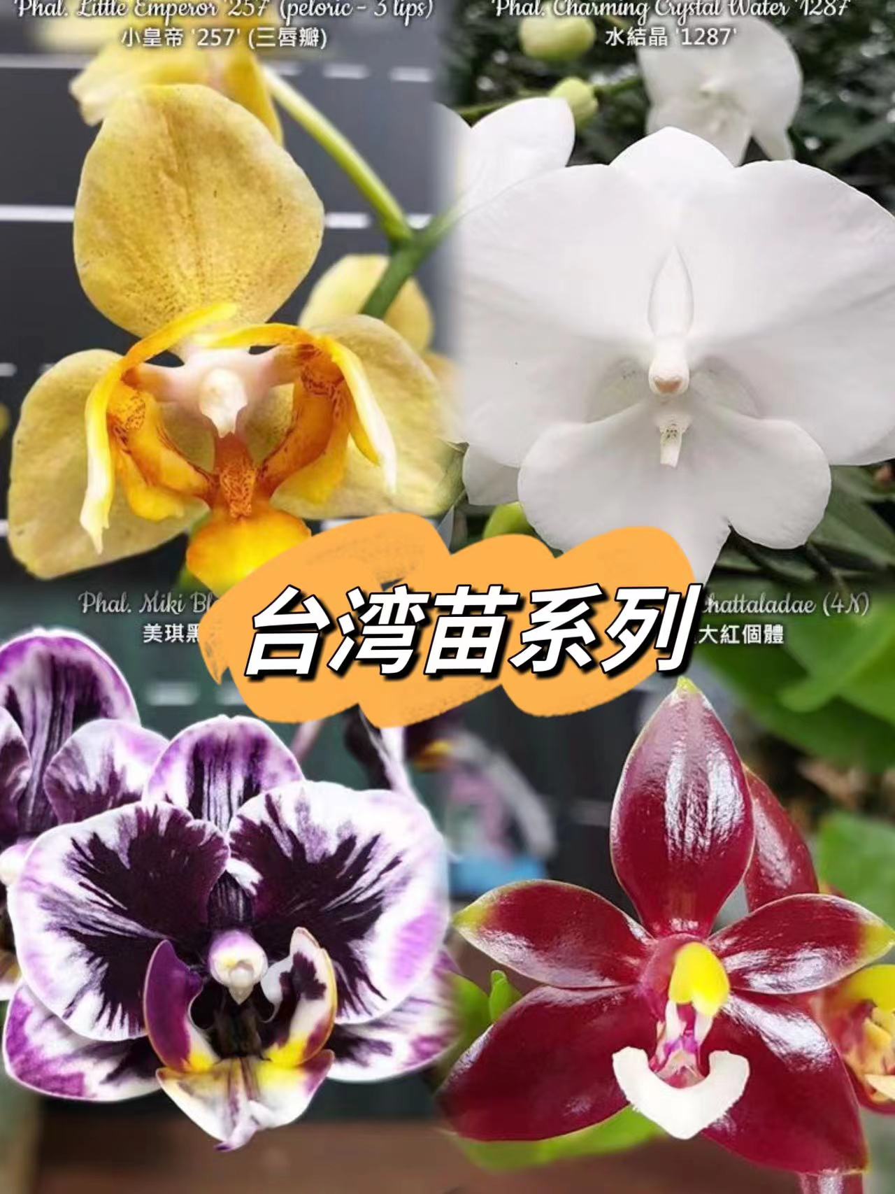 {台湾品种系列 二} 蝴蝶兰基地直发 趣味蝴蝶兰(包对版)