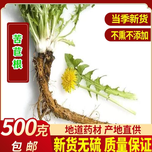 苦苣根 中药材500克包邮 野苣 东北苦菜根 褊苣根 兔仔菜根