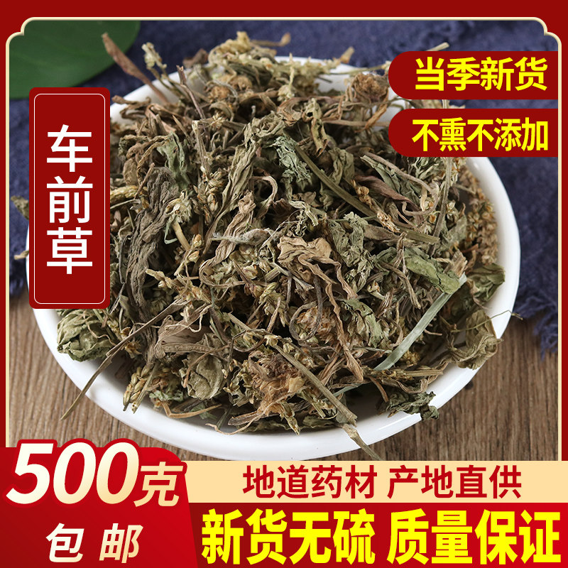 车前草 新鲜中药材500克包邮 野生车前草干车前草药蒲公英泡茶