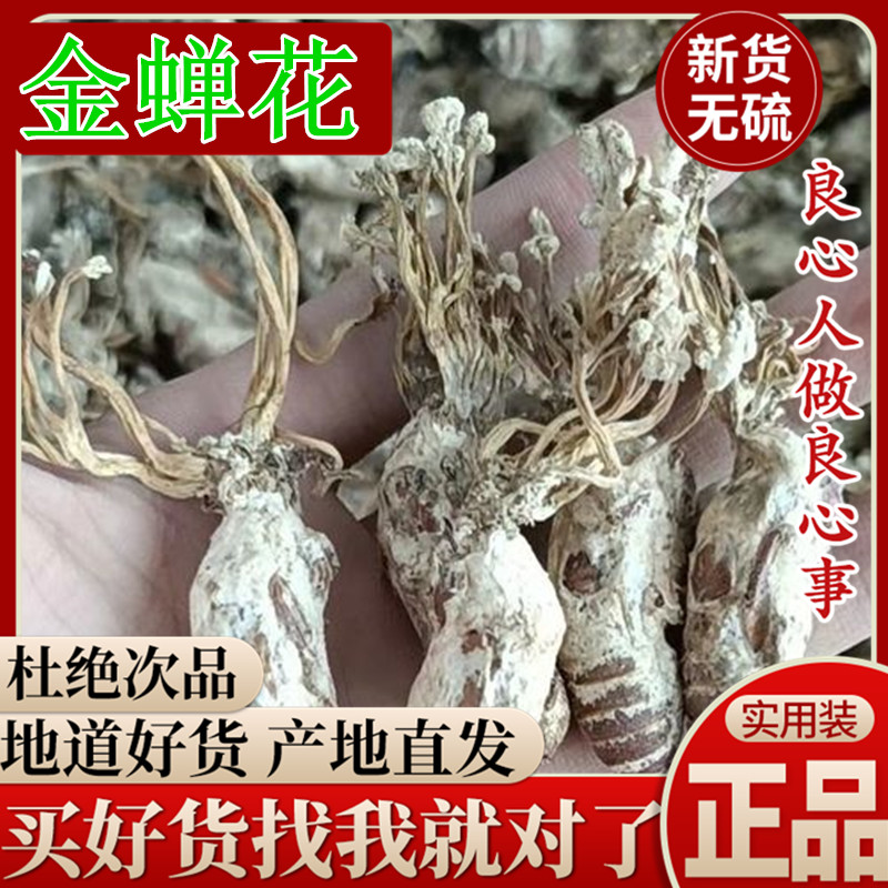 野生金蝉花中药材金蚕花