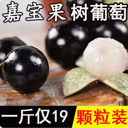 稀有嘉宝果新鲜水果树葡萄