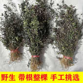 来马回瓜子金瓜子草挂米草金牛草竹叶地草金锁匙辰砂草优质干品