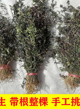 来马回瓜子金瓜子草挂米草金牛草竹叶地草金锁匙辰砂草优质干品